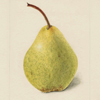 Pear Watercolours