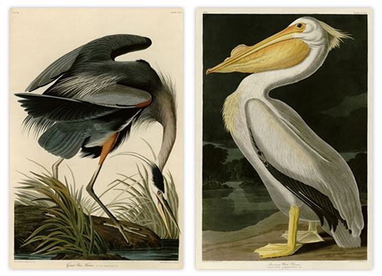 Audubon Birds