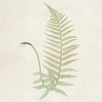 Free Fern Printables