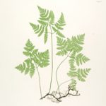 Free Printable Fern Illustrations