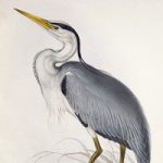 Free Printable Over-Size Heron